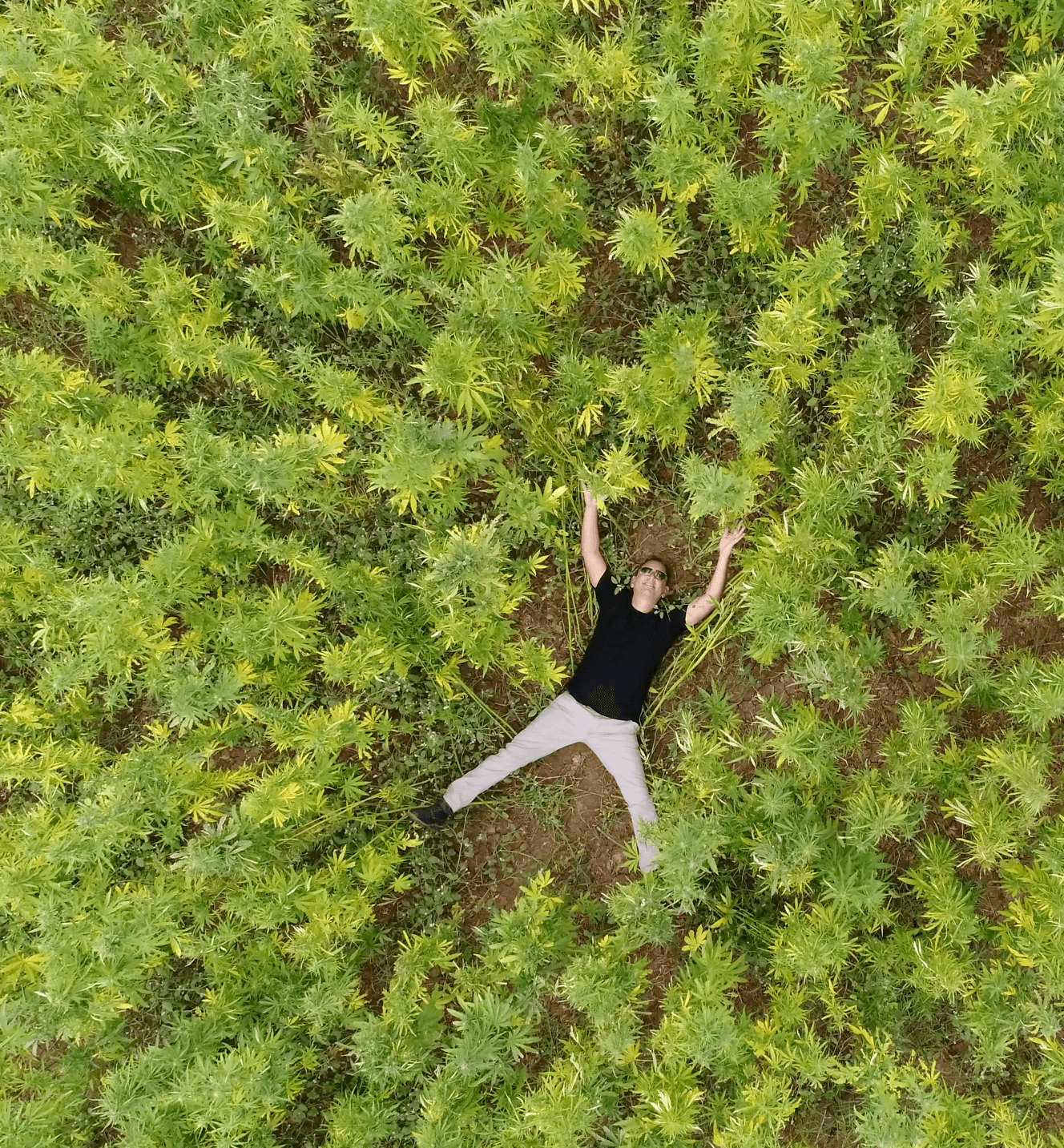 Paul Benhaim in hemp crop — regenerative agriculture
